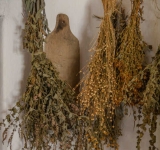 El Botiquín en la cuneta: 3 plantas medicinales que pisas a diario y que podrían curarte.